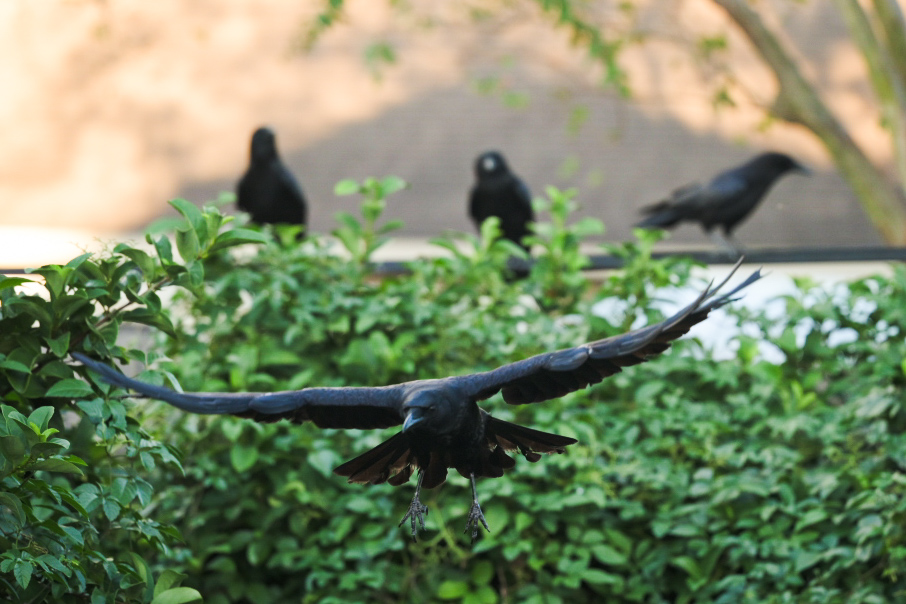 A crow in flight approaches the camera with wings spread, while three other crows perch on a hedge in the background.