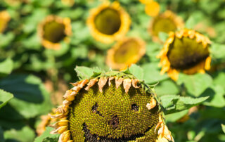 A sunflower in a field with seeds arranged to form a smiling face, surrounded by other sunflowers.