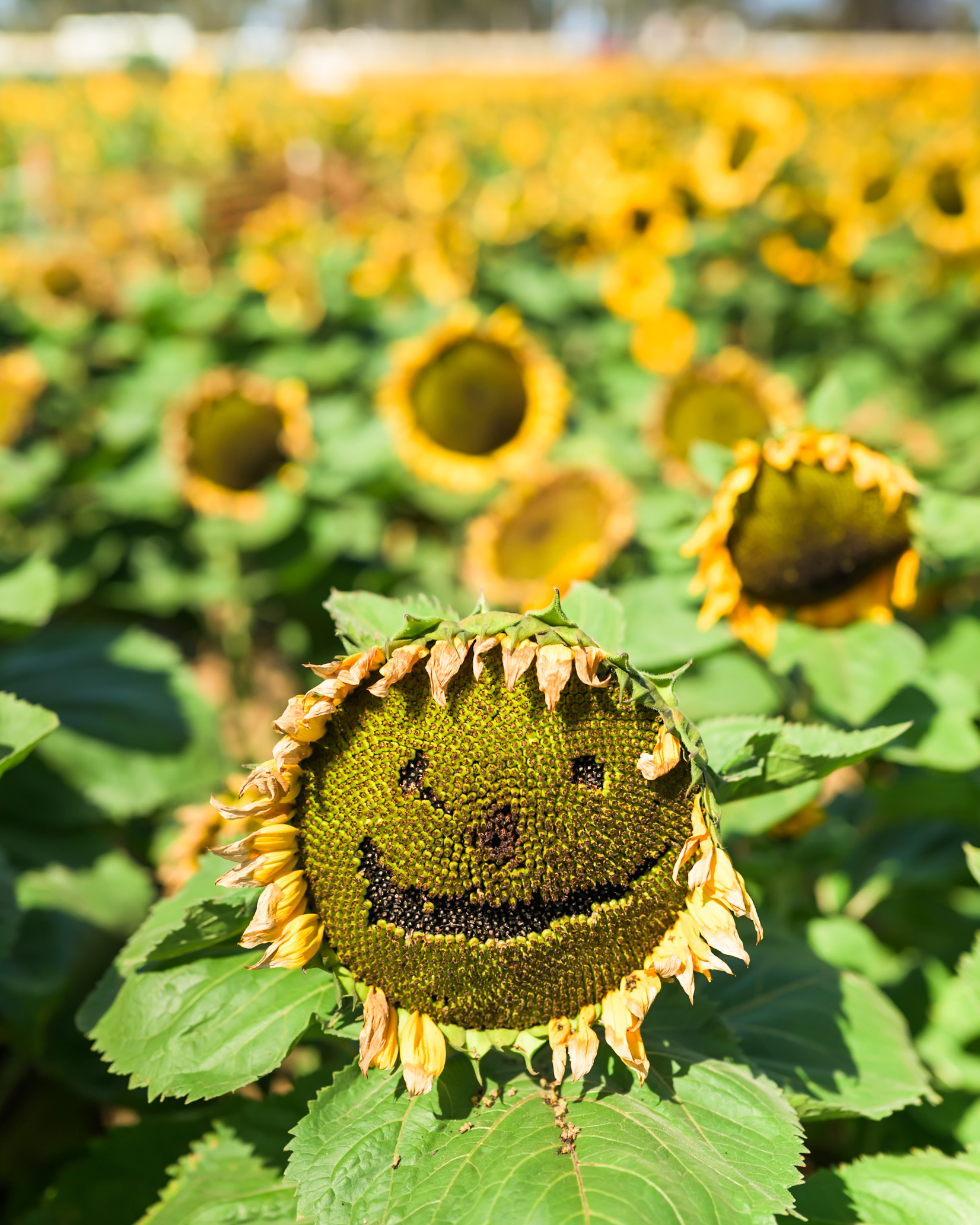 A sunflower in a field with seeds arranged to form a smiling face, surrounded by other sunflowers.