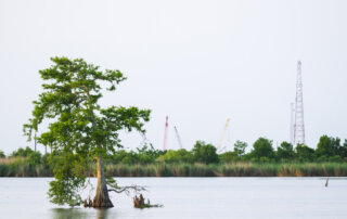 A cypress tree stands in shallow water with tall grass and construction cranes visible in the background under a clear sky.