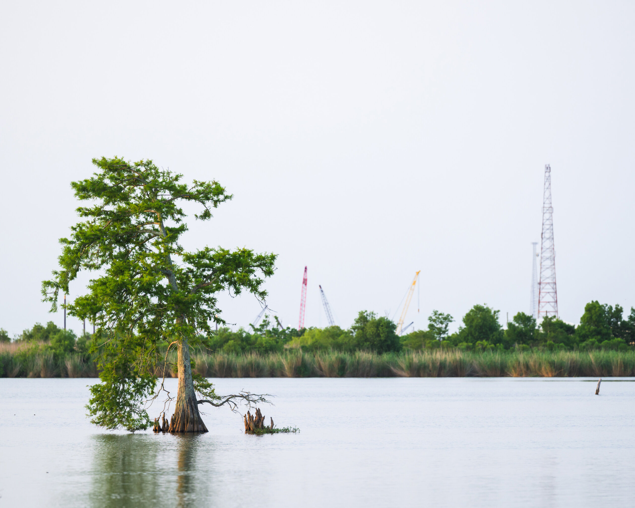 A cypress tree stands in shallow water with tall grass and construction cranes visible in the background under a clear sky.
